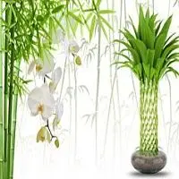 Фартук из стекла "Бамбук" фото анонс товара