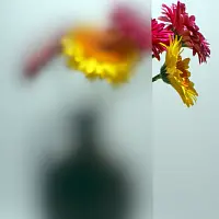 Стекло сатинато фото анонс товара