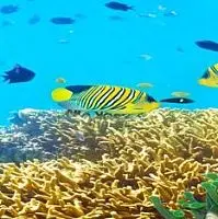 Фартук из стекла "Аквариум" фото анонс товара