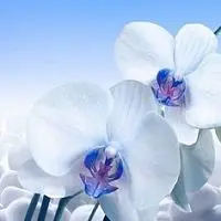 Фартук из стекла "Голубая Орхидея" фото анонс товара